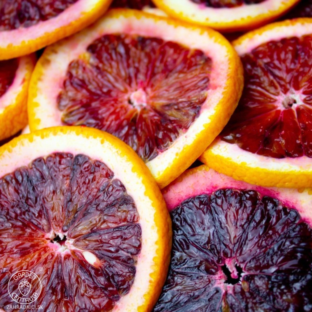 Obrázok Pomarančovník (Citrofortunella sinensis) ´ARCOBAL´ - výška 60-80 cm, kont. C7,5L - na kmienku